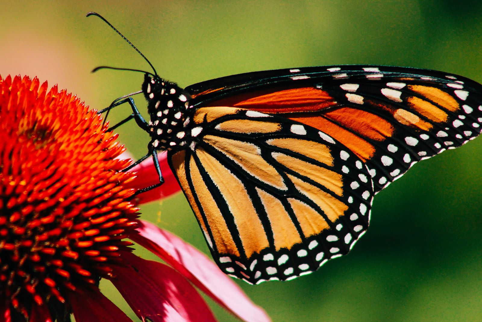 A monarch butterfly resting on a flower