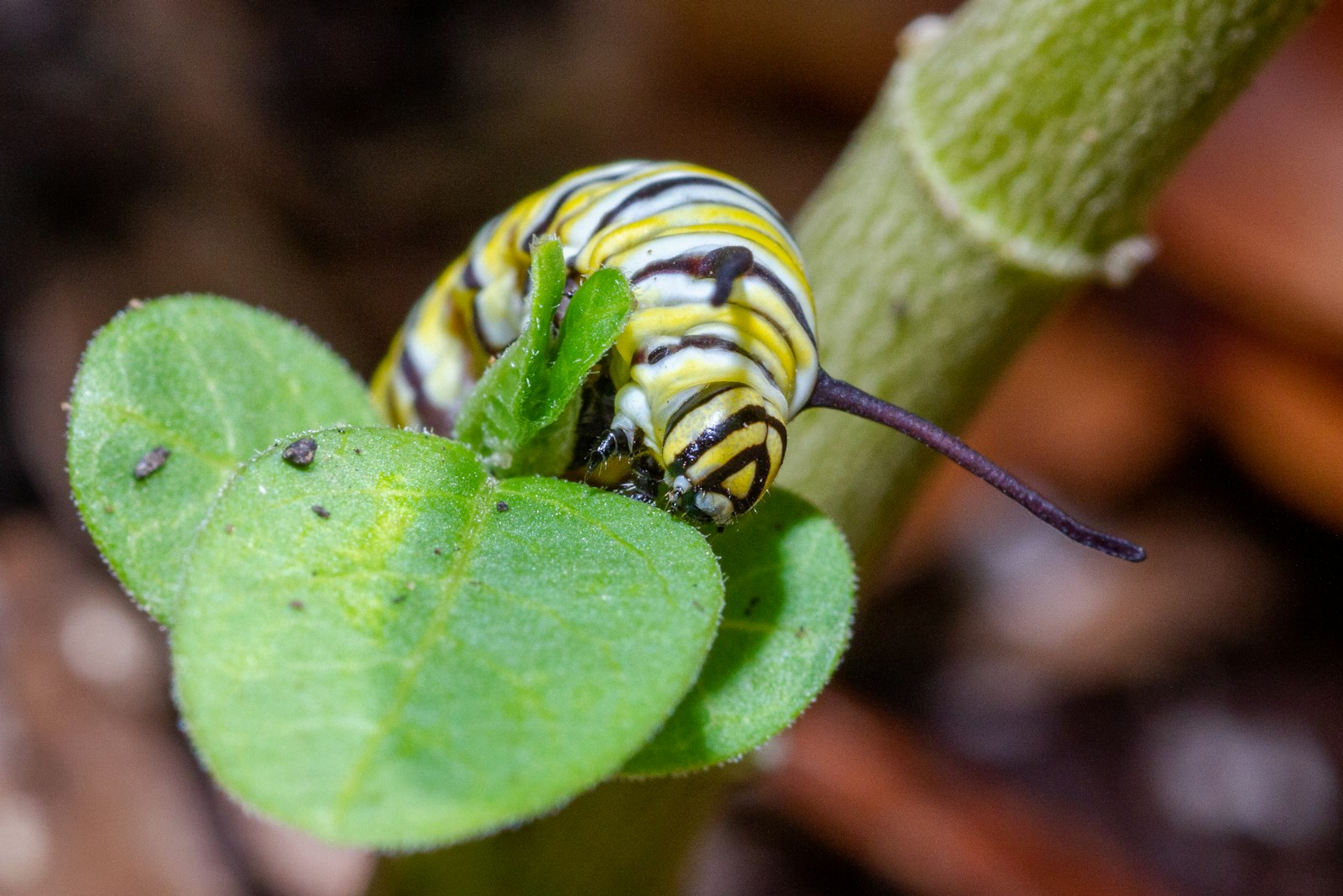 A monarch caterpillar on a milkweed leaf